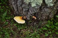 Ganoderma curtisii image