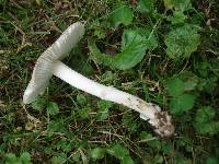 Amanita pachysperma image