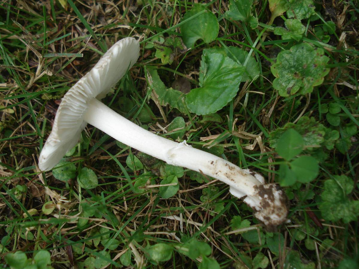 Amanita pachysperma image