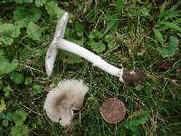 Amanita pachysperma image