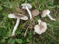 Amanita pachysperma image