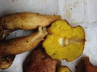 Aureoboletus auriporus image