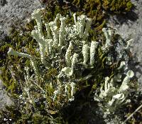 Cladonia deformis image