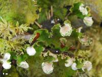 Peltigera leucophlebia image