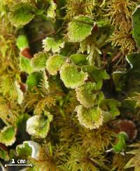 Peltigera aphthosa image