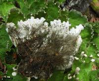 Peltigera chionophila image