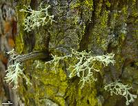 Ramalina pollinaria image