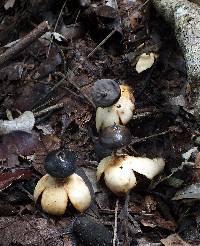 Geastrum pectinatum image