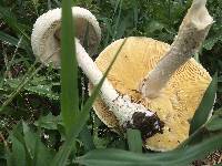 Amanita thiersii image