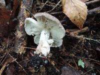 Tricholoma pardinum image