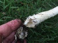 Amanita thiersii image