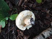 Lactarius pubescens var. betulae image