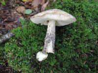 Leccinum snellii image