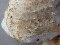 Lactarius deceptivus image