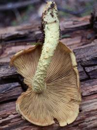 Pholiota flammans image