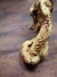 Pholiota flammans image