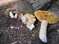 Russula xerampelina image