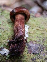 Tricholoma transmutans image