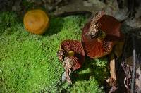 Cortinarius semisanguineus image