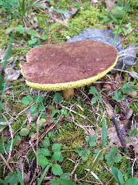 Aureoboletus innixus image