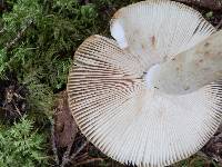 Russula grata image