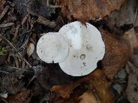 Clitopilus prunulus image