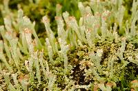 Cladonia peziziformis image