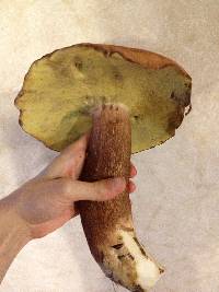 Boletus subcaerulescens image