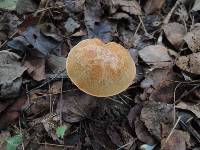 Chalciporus piperatus image