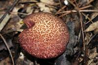 Suillus spraguei image
