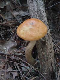 Boletus longicurvipes image