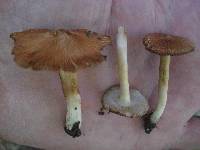 Inocybe lanatodisca image