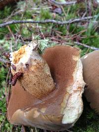 Boletus durhamensis image