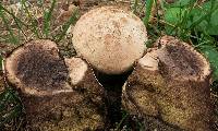 Calvatia cyathiformis image