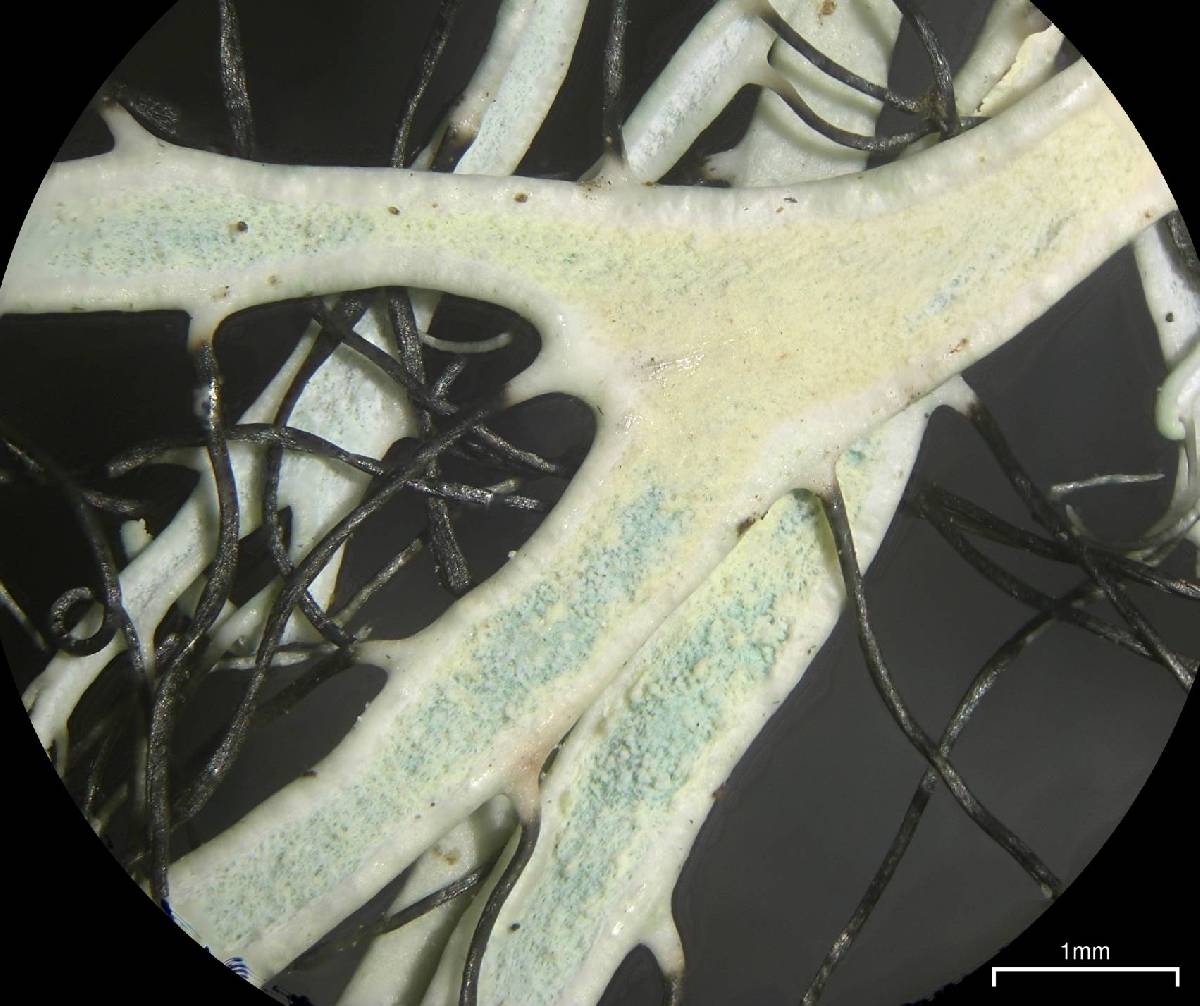 Heterodermia lutescens image