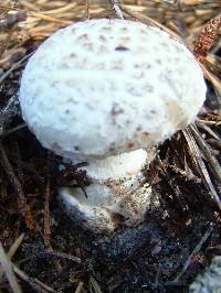 Amanita scalaris image