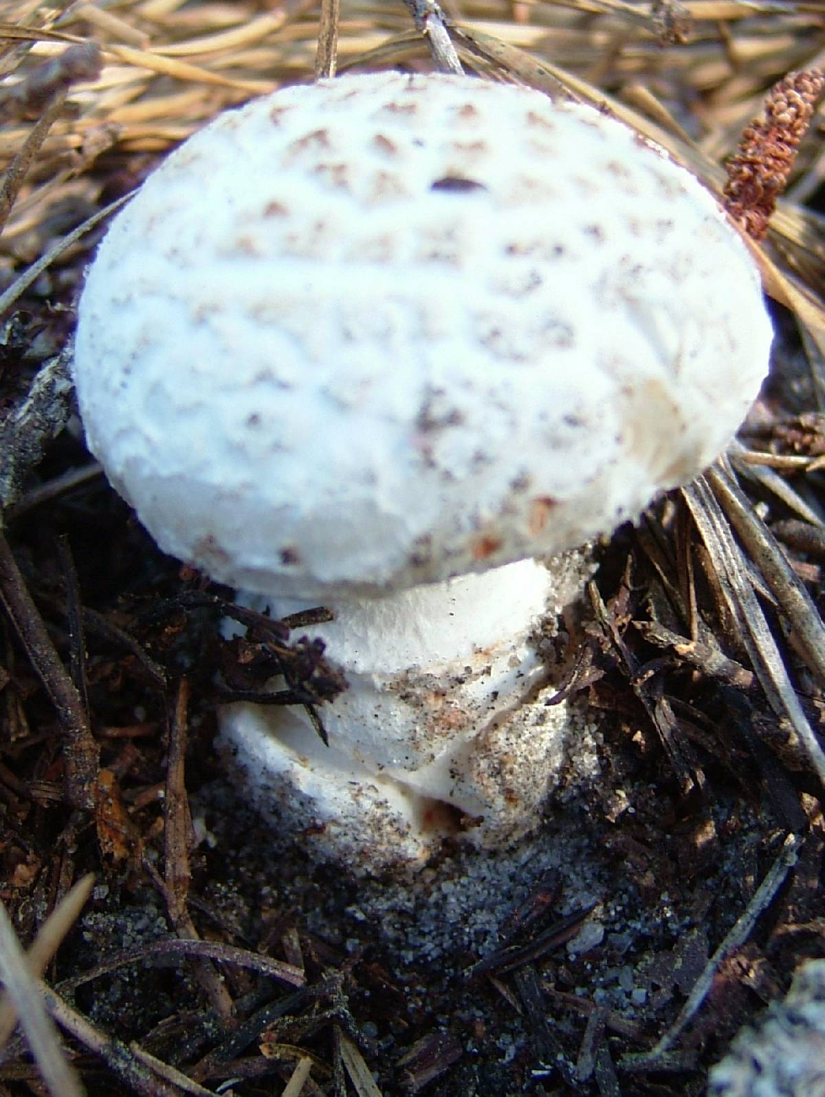 Amanita scalaris image