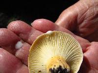 Lactarius hygrophoroides image