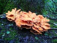 Laetiporus cincinnatus image