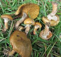 Suillus cothurnatus image