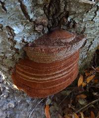 Ganoderma australe image