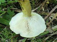 Lactarius aspideoides image