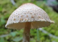 Lepiota erminea image