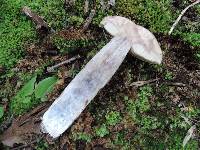 Leccinum insigne image