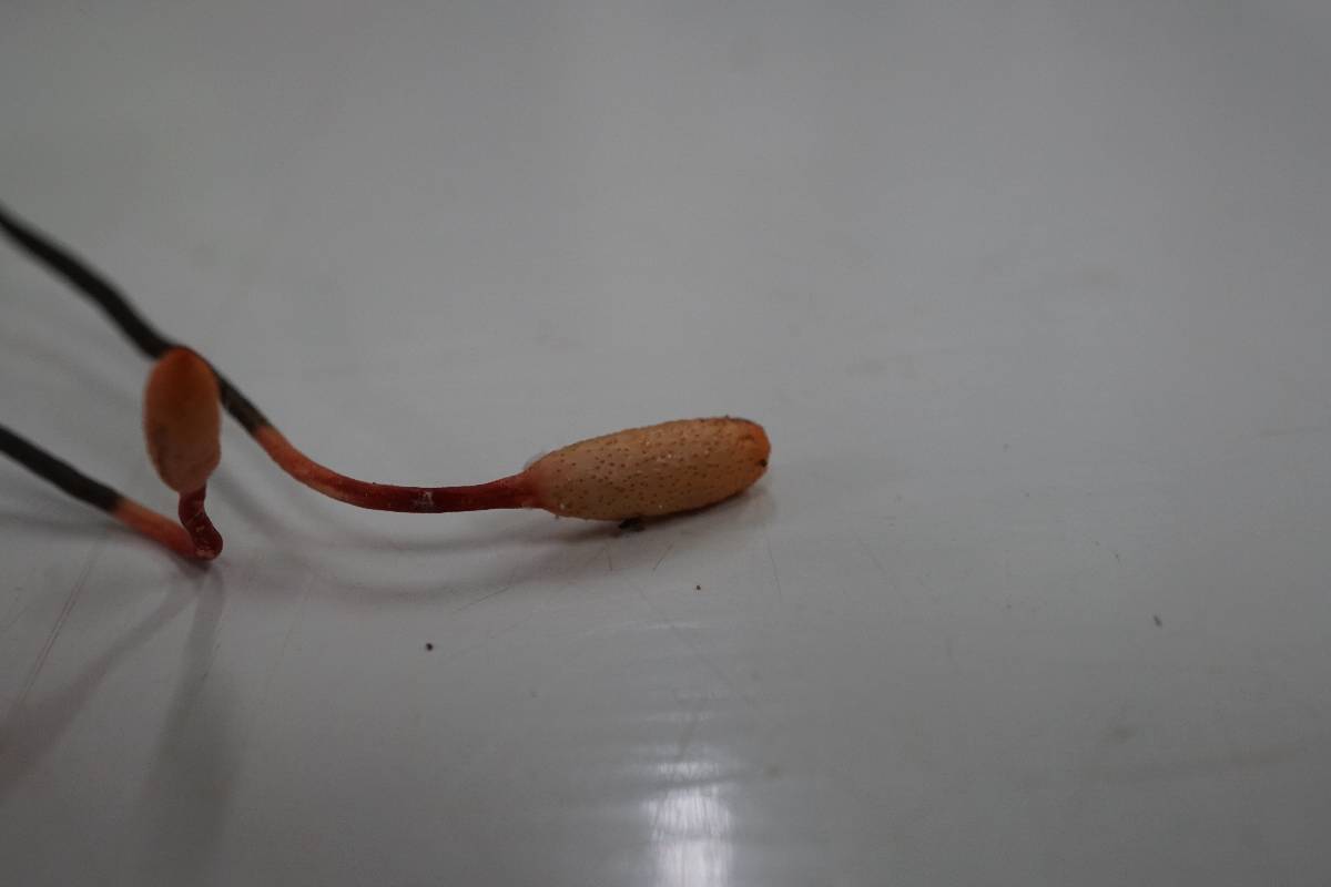 Cordyceps nutans image