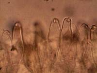 Inocybe calospora image