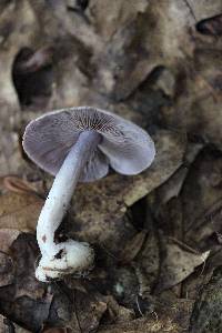 Cortinarius obliquus image