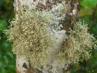 Ramalina sorediantha image