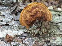Phellinus gilvus image