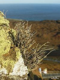 Roccella galapagoensis image